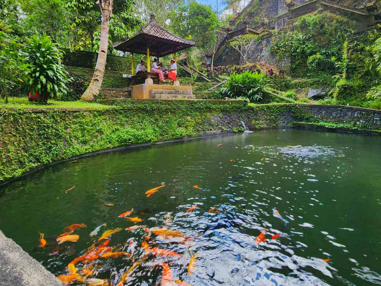 Gazebo facing the koi pond 